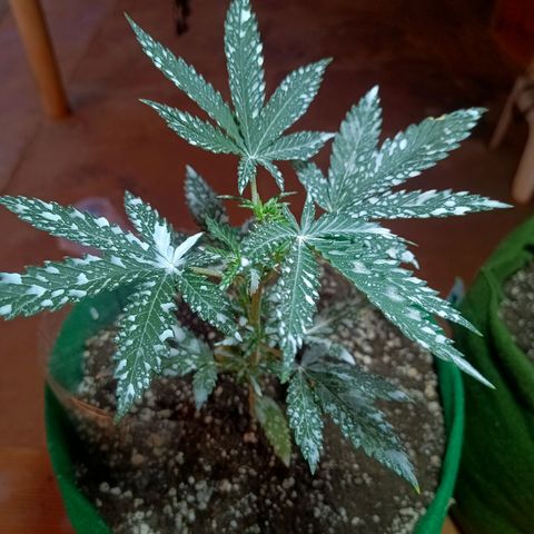 Blueberry growlog photo: Após a aplicação da diatomáceas, houve uma redução considerável dos mosquitos e pragas pousando na planta. Mostrando uma grande eficácia do produto 