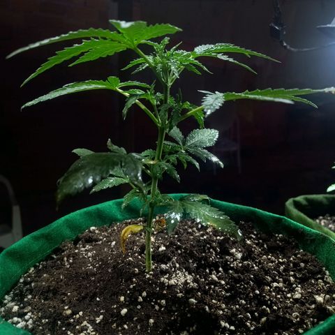 Blueberry growlog photo: Foi feito a rega no período da manhã com 1 LT de água filtrada. Observou se que novos galhos estão se desenvolvendo bem, algumas folhas apresenta pequenas coloração de praguejamento. Provavelmente resultado do ataque sofrido antes da aplicação da terra de diatomáceas. No mais está tudo bem.