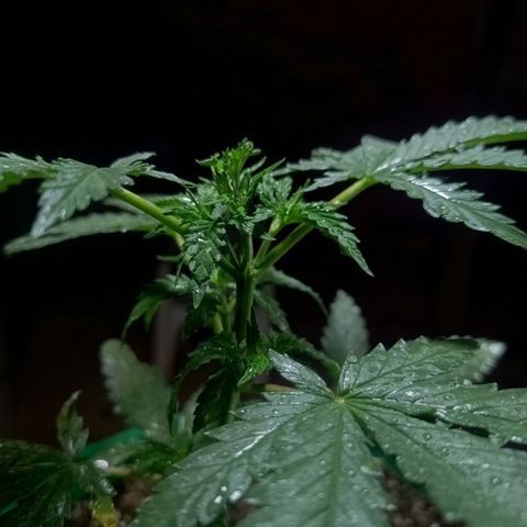 Blueberry growlog photo: Foi feito a rega no período da manhã com 1 LT de água filtrada. Observou se que novos galhos estão se desenvolvendo bem, algumas folhas apresenta pequenas coloração de praguejamento. Provavelmente resultado do ataque sofrido antes da aplicação da terra de diatomáceas. No mais está tudo bem.