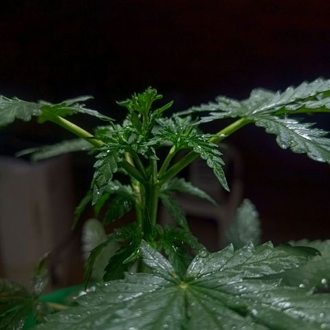 Blueberry growlog photo: Foi feito a rega no período da manhã com 1 LT de água filtrada. Observou se que novos galhos estão se desenvolvendo bem, algumas folhas apresenta pequenas coloração de praguejamento. Provavelmente resultado do ataque sofrido antes da aplicação da terra de diatomáceas. No mais está tudo bem.