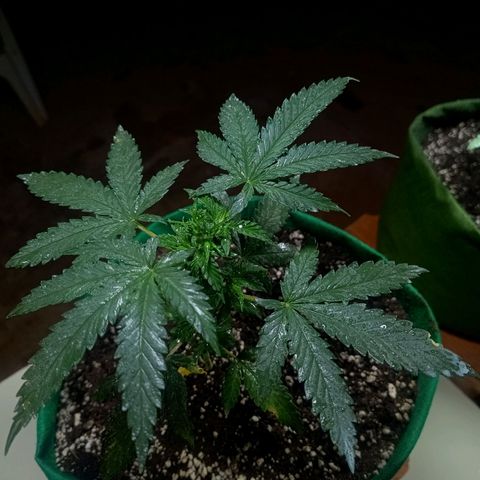 Blueberry growlog photo: Foi feito a rega no período da manhã com 1 LT de água filtrada. Observou se que novos galhos estão se desenvolvendo bem, algumas folhas apresenta pequenas coloração de praguejamento. Provavelmente resultado do ataque sofrido antes da aplicação da terra de diatomáceas. No mais está tudo bem.