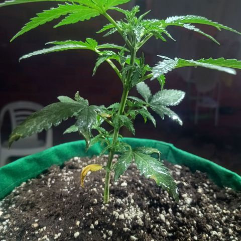 Blueberry growlog photo: Foi feito a rega no período da manhã com 1 LT de água filtrada. Observou se que novos galhos estão se desenvolvendo bem, algumas folhas apresenta pequenas coloração de praguejamento. Provavelmente resultado do ataque sofrido antes da aplicação da terra de diatomáceas. No mais está tudo bem.