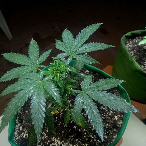 Blueberry growlog photo: Foi feito a rega no período da manhã com 1 LT de água filtrada. Observou se que novos galhos estão se desenvolvendo bem, algumas folhas apresenta pequenas coloração de praguejamento. Provavelmente resultado do ataque sofrido antes da aplicação da terra de diatomáceas. No mais está tudo bem.