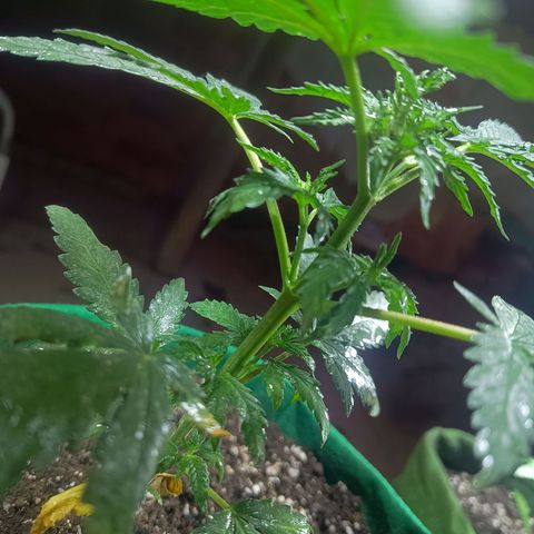 Blueberry growlog photo: Foi feito a rega no período da manhã com 1 LT de água filtrada. Observou se que novos galhos estão se desenvolvendo bem, algumas folhas apresenta pequenas coloração de praguejamento. Provavelmente resultado do ataque sofrido antes da aplicação da terra de diatomáceas. No mais está tudo bem.