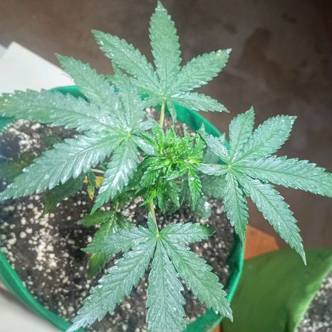 Blueberry growlog photo: Foi feito a rega no período da manhã com 1 LT de água filtrada. Observou se que novos galhos estão se desenvolvendo bem, algumas folhas apresenta pequenas coloração de praguejamento. Provavelmente resultado do ataque sofrido antes da aplicação da terra de diatomáceas. No mais está tudo bem.