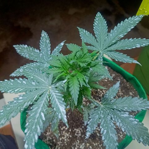 Blueberry growlog timeline photo
