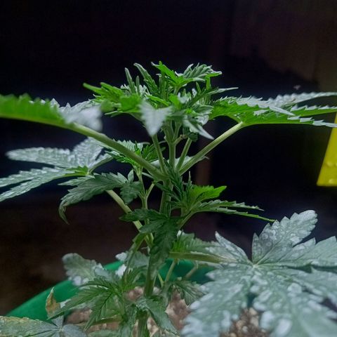 Blueberry growlog timeline photo