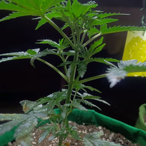 Blueberry growlog timeline photo