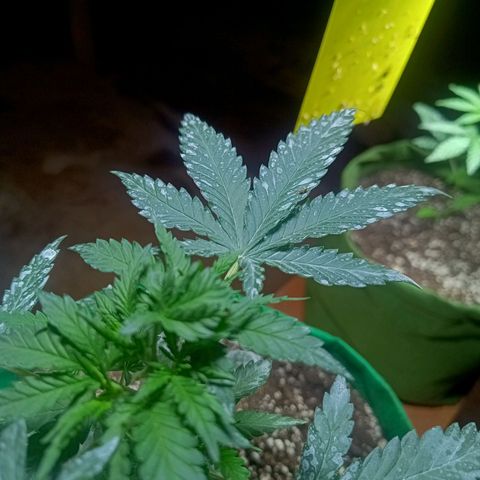 Blueberry growlog timeline photo