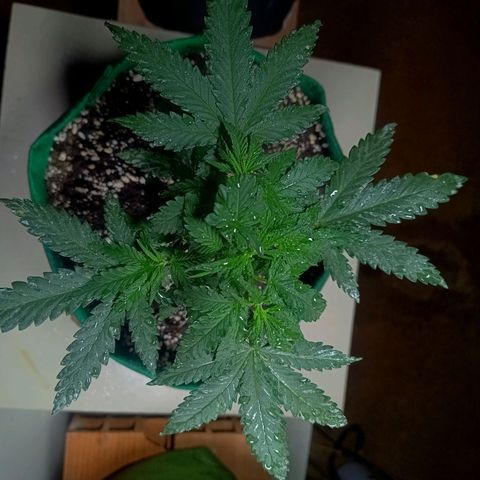 Blueberry growlog photo: Foi feito a rega no dia de hoje. Notou-se que duas folhas  nós diferentes para não conseguiram se recuperar do início do ataque de pragas. Essa madrugada quando se encerra o ciclo de luz será feito a segunda poda e será retirado as duas folhas contaminada também.