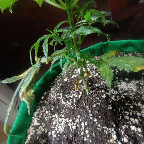 Blueberry growlog photo: Foi feito a rega no dia de hoje. Notou-se que duas folhas  nós diferentes para não conseguiram se recuperar do início do ataque de pragas. Essa madrugada quando se encerra o ciclo de luz será feito a segunda poda e será retirado as duas folhas contaminada também.