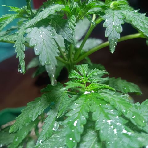 Blueberry growlog photo: Foi feito a rega no dia de hoje. Notou-se que duas folhas  nós diferentes para não conseguiram se recuperar do início do ataque de pragas. Essa madrugada quando se encerra o ciclo de luz será feito a segunda poda e será retirado as duas folhas contaminada também.