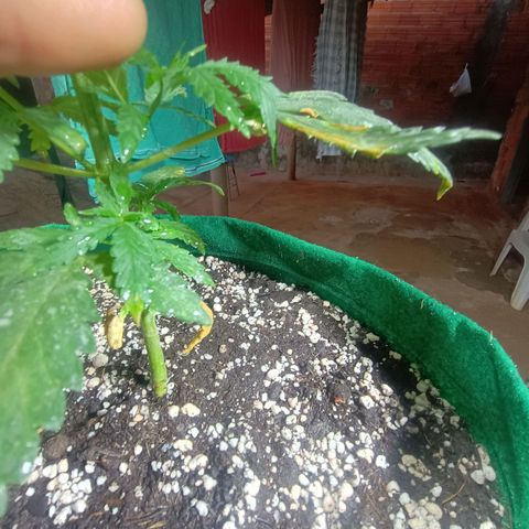 Blueberry growlog photo: Foi feito a rega no dia de hoje. Notou-se que duas folhas  nós diferentes para não conseguiram se recuperar do início do ataque de pragas. Essa madrugada quando se encerra o ciclo de luz será feito a segunda poda e será retirado as duas folhas contaminada também.