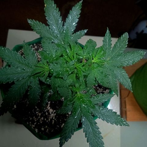 Blueberry growlog photo: Foi feito a rega no dia de hoje. Notou-se que duas folhas  nós diferentes para não conseguiram se recuperar do início do ataque de pragas. Essa madrugada quando se encerra o ciclo de luz será feito a segunda poda e será retirado as duas folhas contaminada também.