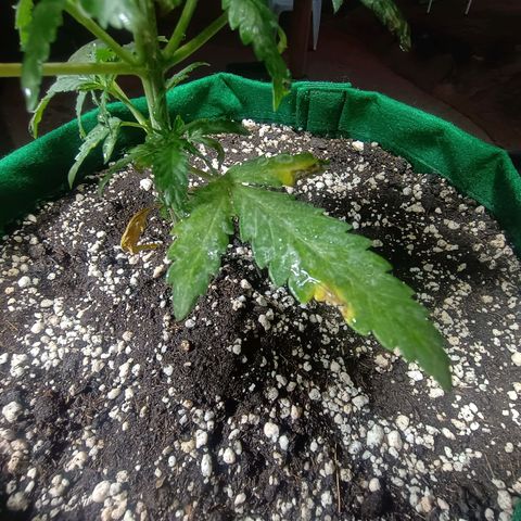 Blueberry growlog photo: Foi feito a rega no dia de hoje. Notou-se que duas folhas  nós diferentes para não conseguiram se recuperar do início do ataque de pragas. Essa madrugada quando se encerra o ciclo de luz será feito a segunda poda e será retirado as duas folhas contaminada também.
