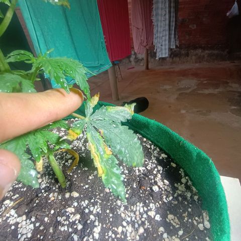 Blueberry growlog photo: Foi feito a rega no dia de hoje. Notou-se que duas folhas  nós diferentes para não conseguiram se recuperar do início do ataque de pragas. Essa madrugada quando se encerra o ciclo de luz será feito a segunda poda e será retirado as duas folhas contaminada também.