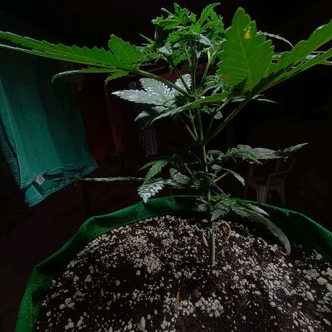 Blueberry growlog photo: Foi feito a rega no dia de hoje. Notou-se que duas folhas  nós diferentes para não conseguiram se recuperar do início do ataque de pragas. Essa madrugada quando se encerra o ciclo de luz será feito a segunda poda e será retirado as duas folhas contaminada também.