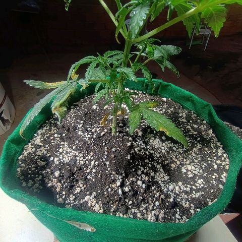 Blueberry growlog photo: Foi feito a rega no dia de hoje. Notou-se que duas folhas  nós diferentes para não conseguiram se recuperar do início do ataque de pragas. Essa madrugada quando se encerra o ciclo de luz será feito a segunda poda e será retirado as duas folhas contaminada também.