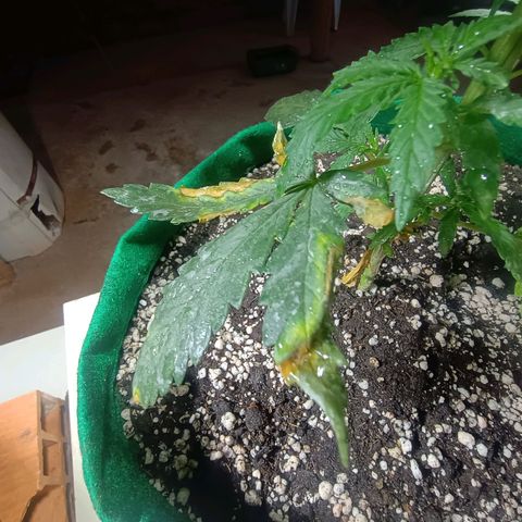 Blueberry growlog photo: Foi feito a rega no dia de hoje. Notou-se que duas folhas  nós diferentes para não conseguiram se recuperar do início do ataque de pragas. Essa madrugada quando se encerra o ciclo de luz será feito a segunda poda e será retirado as duas folhas contaminada também.