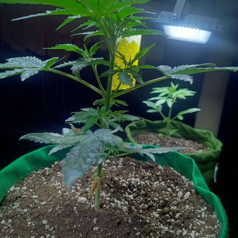 Blueberry growlog timeline photo