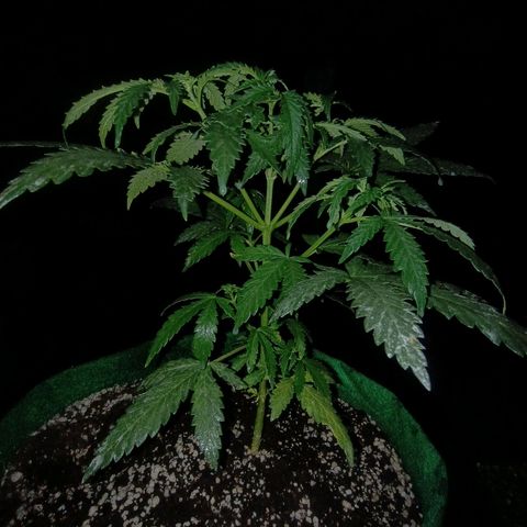 Blueberry growlog photo: Foi feito a rega com 1lt de água + olé de neen, planta ramificando bem após a 2° poda top