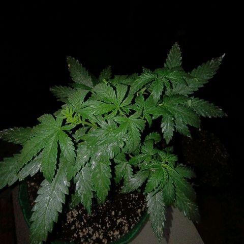 Blueberry growlog photo: Foi feito a rega com 1lt de água + olé de neen, planta ramificando bem após a 2° poda top