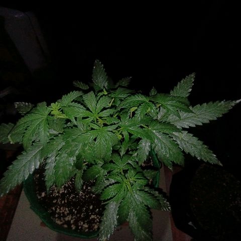 Blueberry growlog photo: Foi feito a rega com 1lt de água + olé de neen, planta ramificando bem após a 2° poda top