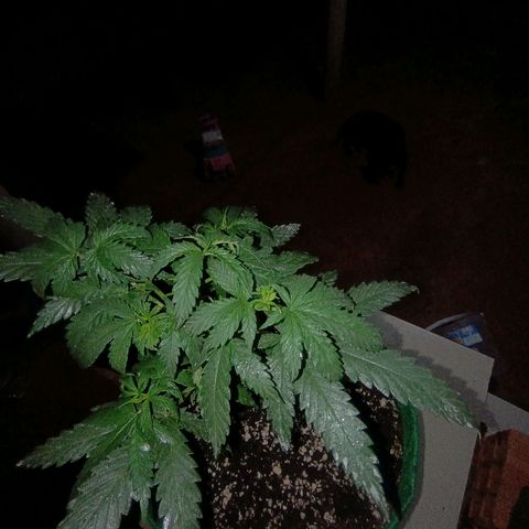 Blueberry growlog photo: Foi feito a rega com 1lt de água + olé de neen, planta ramificando bem após a 2° poda top