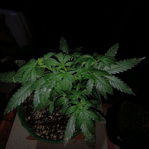 Blueberry growlog photo: Foi feito a rega com 1lt de água + olé de neen, planta ramificando bem após a 2° poda top