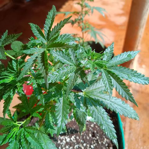Blueberry growlog photo: Foi feito a rega com 1 LT de água. A planta apresentou folhas caídas pedido rega