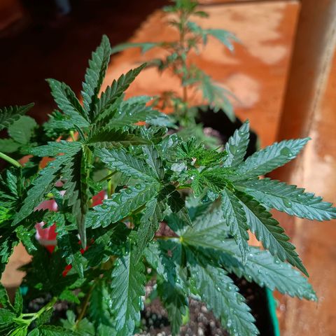 Blueberry growlog photo: Foi feito a rega com 1 LT de água. A planta apresentou folhas caídas pedido rega