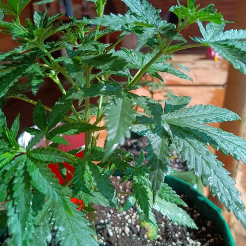 Blueberry growlog photo: Foi feito a rega com 1 LT de água. A planta apresentou folhas caídas pedido rega