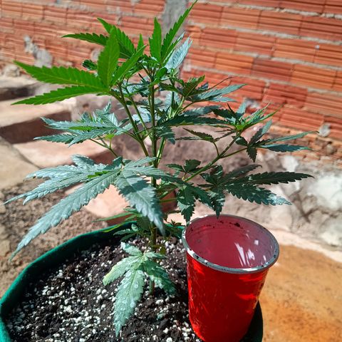 Blueberry growlog photo: Foi feito a rega com 1 LT de água. A planta apresentou folhas caídas pedido rega