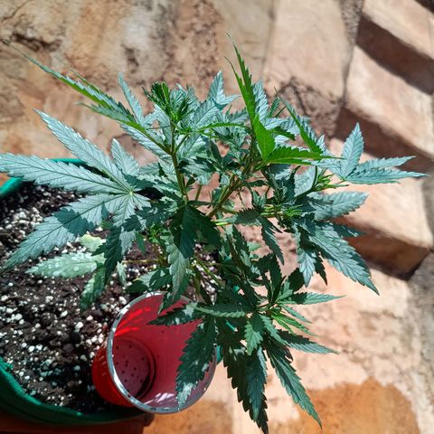 Blueberry growlog photo: Foi feito a rega com 1 LT de água. A planta apresentou folhas caídas pedido rega