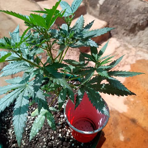Blueberry growlog photo: Foi feito a rega com 1 LT de água. A planta apresentou folhas caídas pedido rega