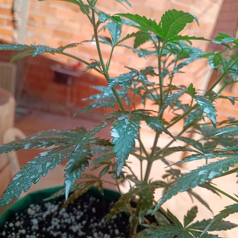Blueberry growlog photo: Após a aplicação da terra de diatomáceas, notou-se uma grande diminuição de insetos pousando nas folhas, foi feito a rega hoje pois algumas folhas estava caídas, pedindo rega. Rega feita com 1lt de água 