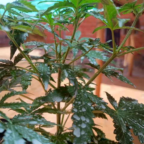 Blueberry growlog photo: Após a aplicação da terra de diatomáceas, notou-se uma grande diminuição de insetos pousando nas folhas, foi feito a rega hoje pois algumas folhas estava caídas, pedindo rega. Rega feita com 1lt de água 