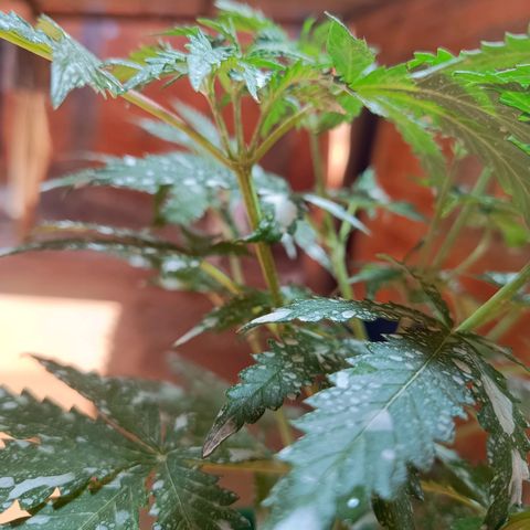 Blueberry growlog photo: Após a aplicação da terra de diatomáceas, notou-se uma grande diminuição de insetos pousando nas folhas, foi feito a rega hoje pois algumas folhas estava caídas, pedindo rega. Rega feita com 1lt de água 