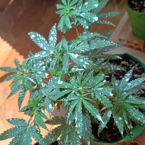 Blueberry growlog photo: Após a aplicação da terra de diatomáceas, notou-se uma grande diminuição de insetos pousando nas folhas, foi feito a rega hoje pois algumas folhas estava caídas, pedindo rega. Rega feita com 1lt de água 