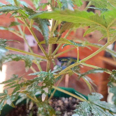 Blueberry growlog photo: Após a aplicação da terra de diatomáceas, notou-se uma grande diminuição de insetos pousando nas folhas, foi feito a rega hoje pois algumas folhas estava caídas, pedindo rega. Rega feita com 1lt de água 