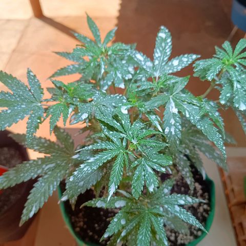 Blueberry growlog photo: Após a aplicação da terra de diatomáceas, notou-se uma grande diminuição de insetos pousando nas folhas, foi feito a rega hoje pois algumas folhas estava caídas, pedindo rega. Rega feita com 1lt de água 
