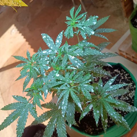 Blueberry growlog photo: Após a aplicação da terra de diatomáceas, notou-se uma grande diminuição de insetos pousando nas folhas, foi feito a rega hoje pois algumas folhas estava caídas, pedindo rega. Rega feita com 1lt de água 