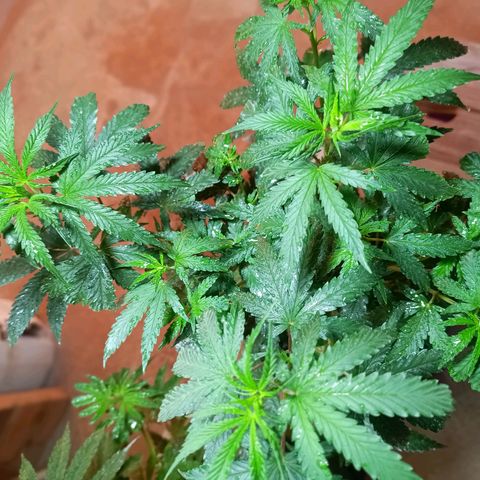 Blueberry growlog timeline photo