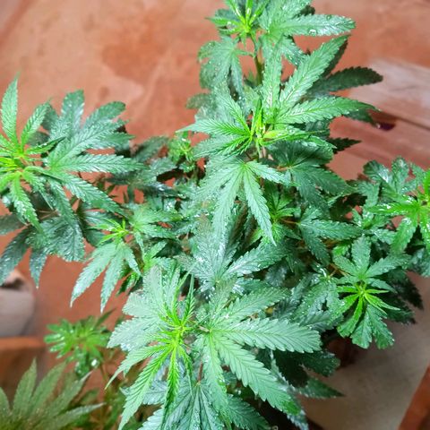 Blueberry growlog timeline photo