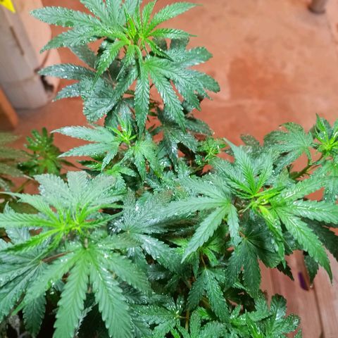 Blueberry growlog timeline photo