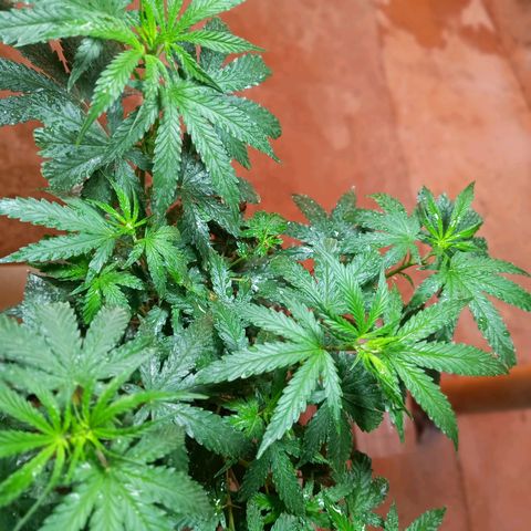 Blueberry growlog timeline photo