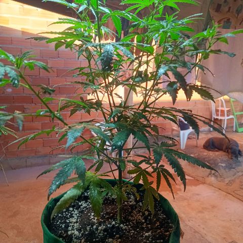 Blueberry growlog timeline photo