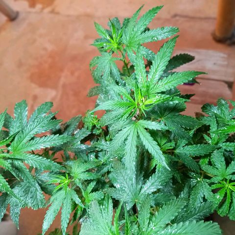 Blueberry growlog timeline photo