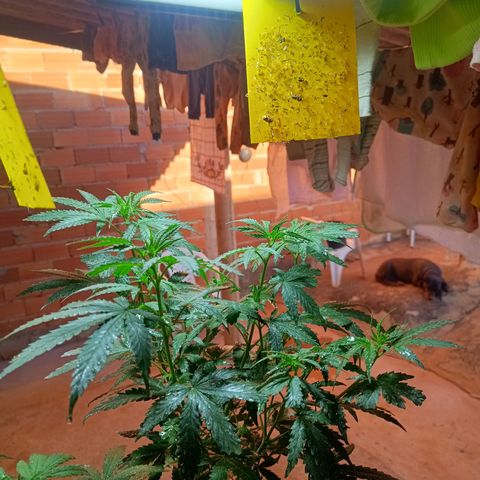 Blueberry growlog timeline photo