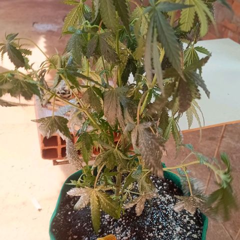 Blueberry growlog photo: Em menos de 3 dias as plantas pediram rega desde a última vez. Mais cedo que o de costume. Após a rega a mesma mostrou melhoras significativa. Foi feito a rega com 1.5 LT de água filtrada 